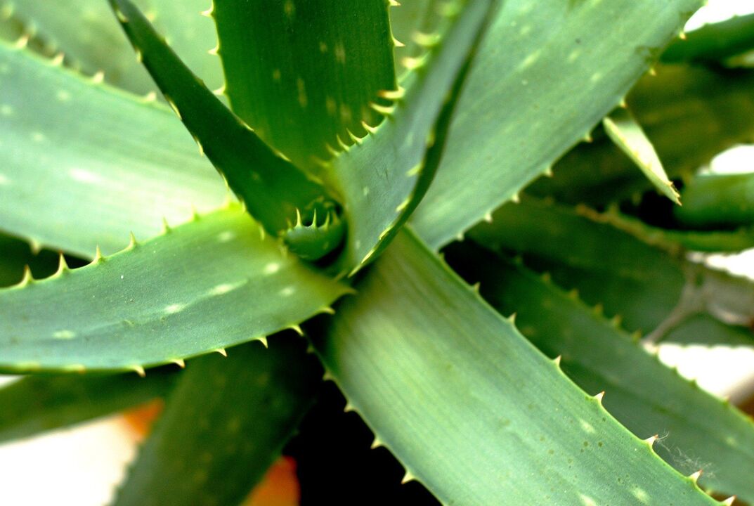 aloes na męską potencję